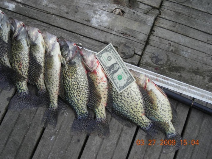 Potomac Fishing Report