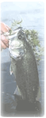 nice bass