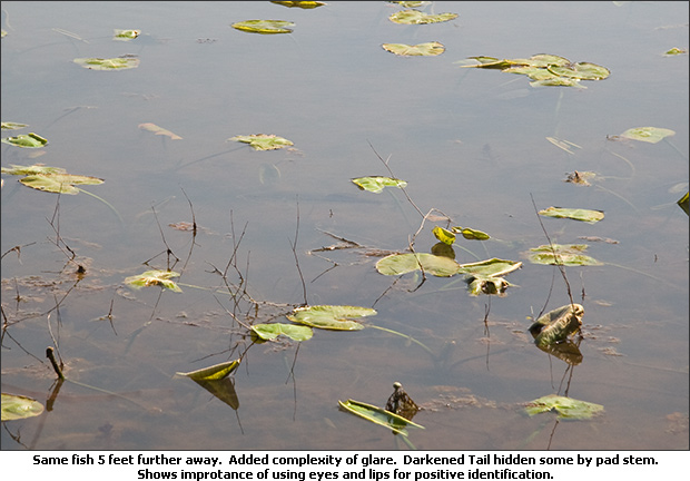 Using Eyes and Lips To Spot Bass