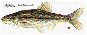 Click image for larger version

Name:	fatheadminnow.gif
Views:	528
Size:	113.3 KB
ID:	2013
