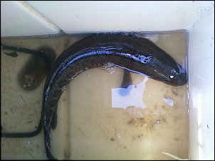 Click image for larger version

Name:	snakehead I.jpg
Views:	319
Size:	165.6 KB
ID:	5216