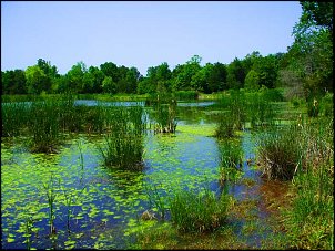 Click image for larger version

Name:	Nice-pond-01.jpg
Views:	373
Size:	91.8 KB
ID:	6736