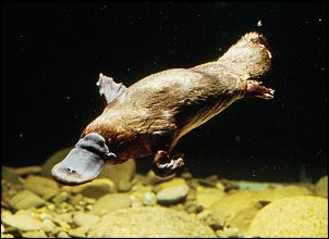 Click image for larger version

Name:	platypus.jpg
Views:	305
Size:	285.1 KB
ID:	7493