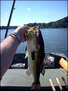 Click image for larger version

Name:	flint lake bass 6-3-12.jpg
Views:	308
Size:	45.9 KB
ID:	7954