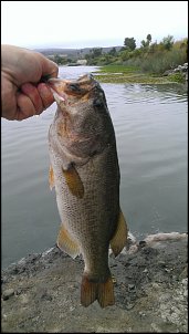 Click image for larger version

Name:	Frogbass2.jpg
Views:	309
Size:	467.2 KB
ID:	8158