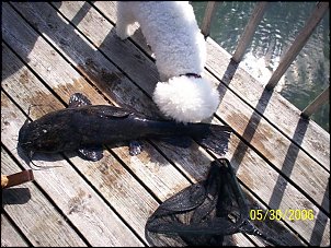 Click image for larger version

Name:	catfish 3 (Small).jpg
Views:	388
Size:	74.9 KB
ID:	973