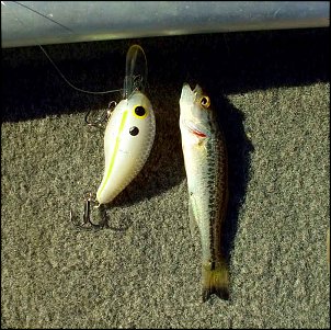 Click image for larger version

Name:	Smallest-bass-and-lure.jpg
Views:	390
Size:	76.4 KB
ID:	5895