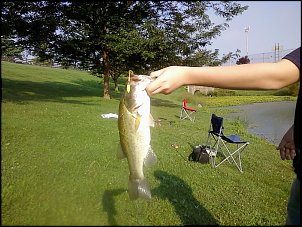 Click image for larger version

Name:	Rob's 15inch bass.JPG
Views:	346
Size:	351.8 KB
ID:	5663