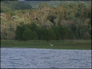 Click image for larger version

Name:	fishing trip to guntersville sept 30, 2013 008.JPG
Views:	471
Size:	285.4 KB
ID:	8917