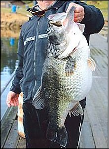 Click image for larger version

Name:	world-record-bass.jpg
Views:	392
Size:	32.8 KB
ID:	959