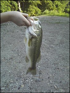 Click image for larger version

Name:	18 inch bass again.jpg
Views:	321
Size:	208.0 KB
ID:	5729