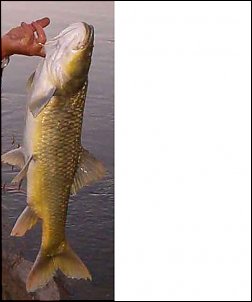Click image for larger version

Name:	Largemouth yellow.JPG
Views:	381
Size:	23.5 KB
ID:	1643
