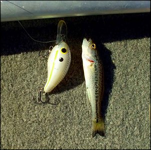 Click image for larger version

Name:	Smallest-bass-and-lure.jpg
Views:	389
Size:	76.4 KB
ID:	5895
