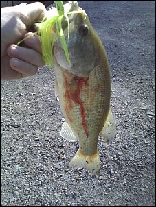 Click image for larger version

Name:	12 inch buzzbait bass.jpg
Views:	337
Size:	220.2 KB
ID:	5727