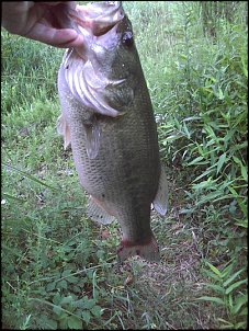 Click image for larger version

Name:	17 inch Largemouth; chartreuse & white S-Bait.jpg
Views:	444
Size:	344.1 KB
ID:	6971