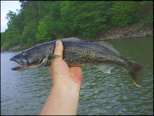 Click image for larger version

Name:	5-08-11-first-Walleye.jpg
Views:	507
Size:	95.4 KB
ID:	6744