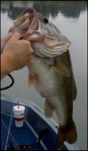 Click image for larger version

Name:	7 pounds 10 ounces fat bass.jpg
Views:	405
Size:	10.5 KB
ID:	4058