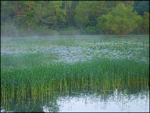 Click image for larger version

Name:	Grass-and-Lillypads.jpg
Views:	465
Size:	62.2 KB
ID:	5257