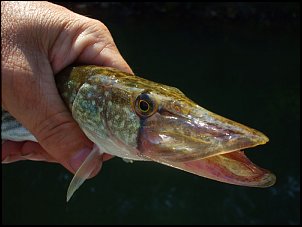 Click image for larger version

Name:	Chain-Pickerel.jpg
Views:	547
Size:	65.7 KB
ID:	5262