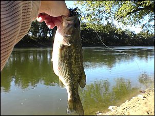 Click image for larger version

Name:	River Bass 2.jpg
Views:	424
Size:	83.0 KB
ID:	861