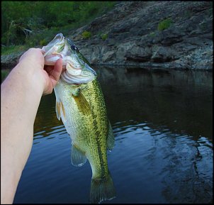 Click image for larger version

Name:	Gilham-lake-bass.jpg
Views:	429
Size:	105.9 KB
ID:	7238