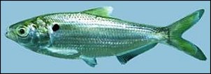 Click image for larger version

Name:	threadfin_shad.jpg
Views:	417
Size:	5.9 KB
ID:	4754