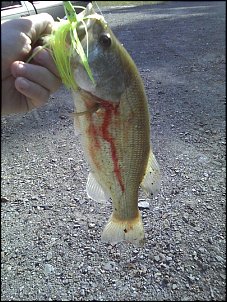 Click image for larger version

Name:	buzzbait bass.jpg
Views:	329
Size:	226.3 KB
ID:	5726