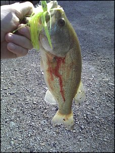 Click image for larger version

Name:	12 inch buzzbait bass.jpg
Views:	330
Size:	220.2 KB
ID:	5727