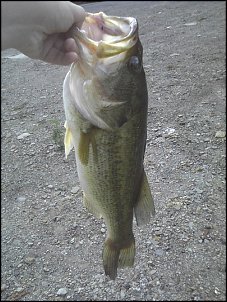 Click image for larger version

Name:	18 inch bass.jpg
Views:	313
Size:	186.9 KB
ID:	5728