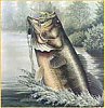 dbassman's Avatar
