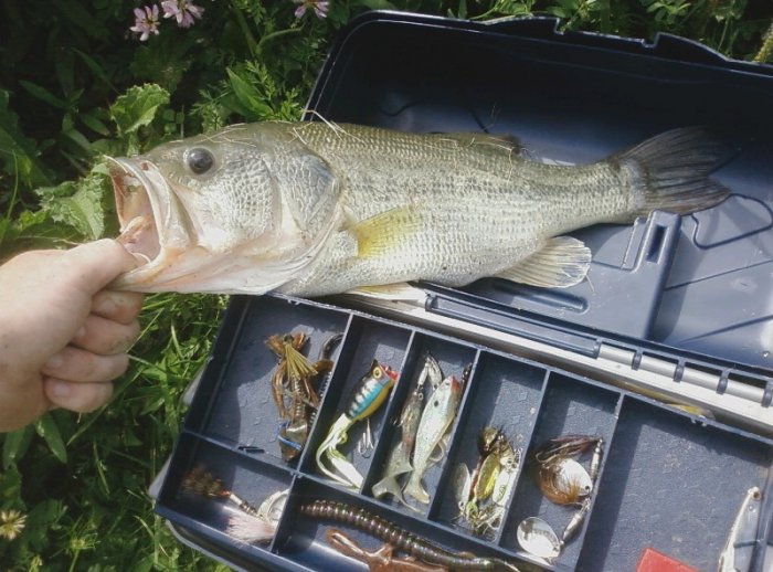 18" LM Small Pond near my house. 7" PowerWorm Midnight Fire, Texas Rigged, Swivel, No weight.