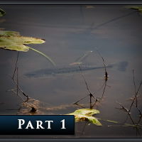 The Definitive Guide to Bed Fishing – Part I