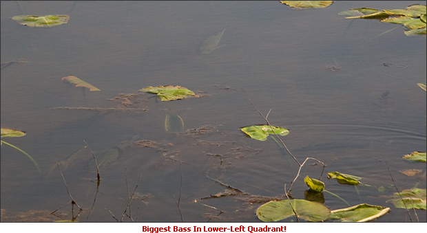 Less Obvious Spawning Bass