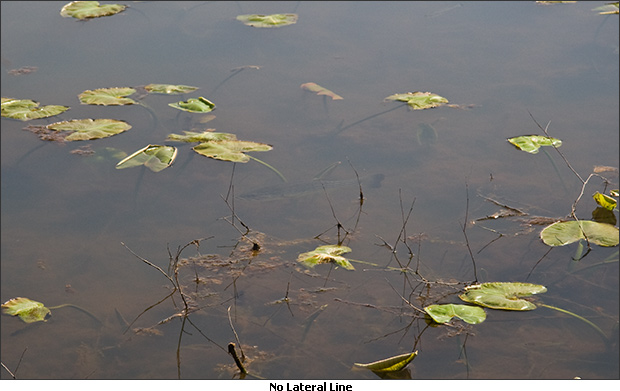 Spawning Bass Lateral Line Removed